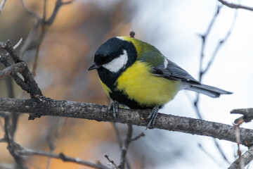 yellow wagtail on a branch