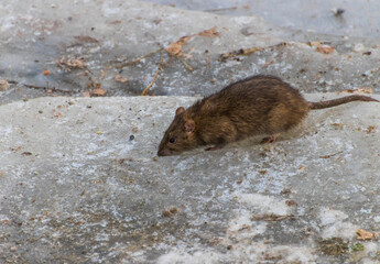 rat on the ground