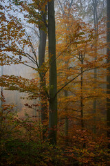 Amazing quiet Carpathian forest in foggy weather, Slovakia, Europe