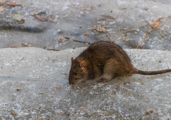 rat on the ground