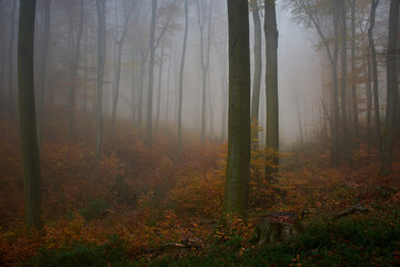 Amazing quiet Carpathian forest in foggy weather, Slovakia, Europe
