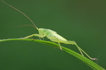 Katydids on wild plants, North China