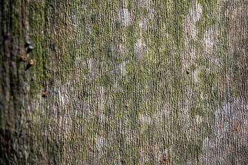 Obraz premium palm tree bark closeup background rough texture natural