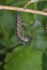 Aglais urticae, Kleiner Fuchs, Raupe vor Verpuppung, DE, NRW, Schwelm 2020/07/12 18:01:42