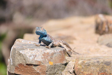 Die Felsenagama (Agama atra) ist weitverbreitet im südlichen Afrika. Hier auf der Halbinsel Robberg bei Plettenberg Bay , Robberg Nature Reserve, Südafrika.