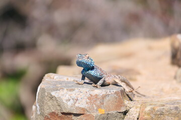 Die Felsenagama (Agama atra) ist weitverbreitet im südlichen Afrika. Hier auf der Halbinsel Robberg bei Plettenberg Bay , Robberg Nature Reserve, Südafrika.