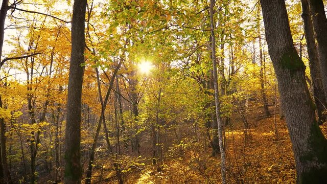 Walking through the magnificent autumn forest with yellow and orange trees. Sun rays shines through   foliage.