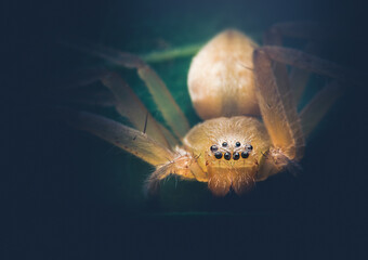 Closeup of a Yellow Huntsman Spider
