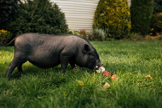 Black pig eats apples on the grass in the garden