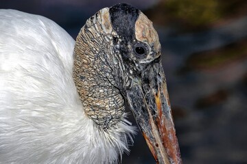 Head shot of Wood stork with dark background. Mycteria americana.