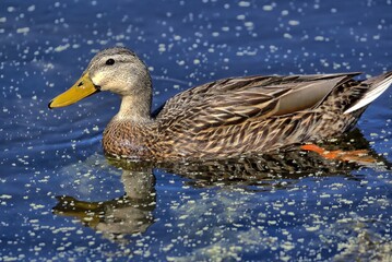Female Mallard close up floating on the pond.
