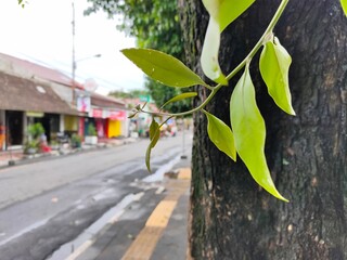 selective focus on the fresh leaves of the tree. With the road background