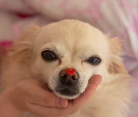 Portrait of a chihuahua dog with a heart figure on its nose. The concept of Valentine's day. Taken close.