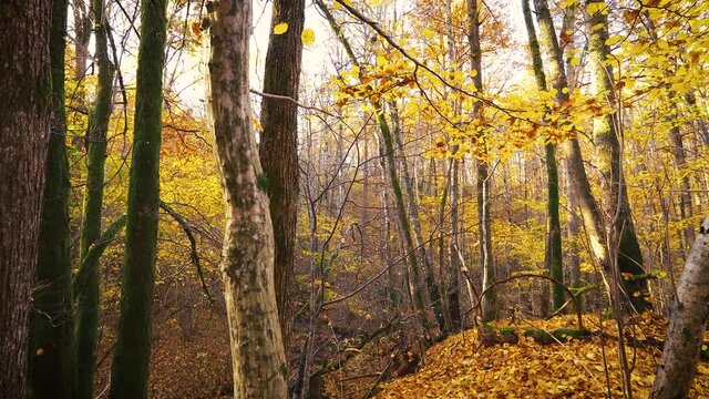 Deciduous trees with yellow and orange leaves in autumn.  Slow camera rises up from the ground . Autumn forest landscape.