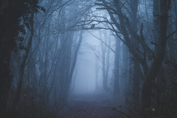 creepy fog in the forest