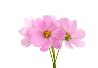 cosmos flowers isolated