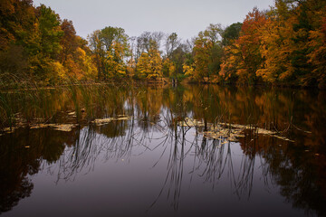 Fototapeta na wymiar Carpathian forest in autumn seasone, Bratislava, Slovakia, Europe