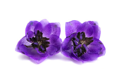 Obraz premium delphinium flower isolated
