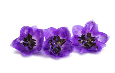 Obraz premium delphinium flower isolated