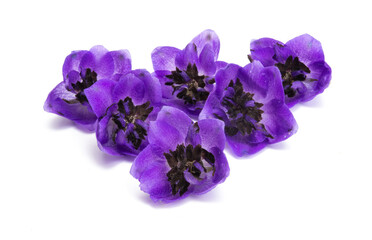 delphinium flower isolated