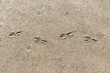 Background. Texture of beige sand and bird footprints close-up