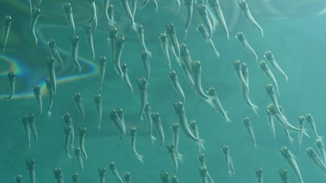 underwater scenery blue water  fish school ocean scenery mediterranean