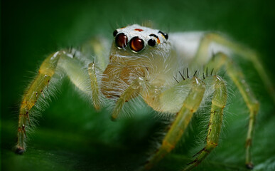 Two-striped Jumping Spider Telamonia masinloc