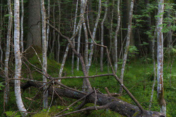 Sunset rays lit the forest environment. Branches and trunks of trees, grass and bushes.