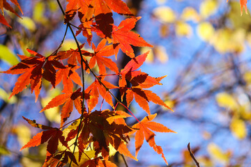 紅葉 もみじ オレンジ 枯れ葉 紅葉狩り 日本 