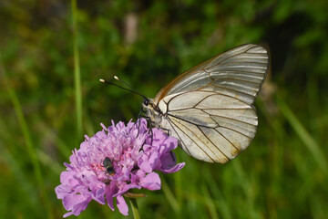 Aporia crataegi, Black Veined White butterfly on a beautiful blue wild flowers