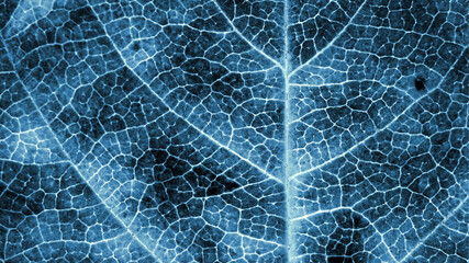 Tree leaf close up. Dark blue plant background or wallpaper. A mosaic pattern similar to an x-ray...