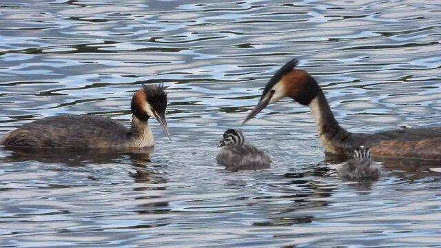Haubentaucher mit Jungen in der Eifel