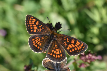 The heath fritillary (Melitaea athalia) on wild grass. Beautiful natural background with fritillary butterfly