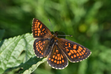 The heath fritillary (Melitaea athalia) on wild grass. Beautiful natural background with fritillary butterfly