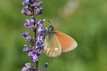 Chestnut Heath, (Coenonympha glycerion) on wild flower. Chestnut Heath on meadow in mountain