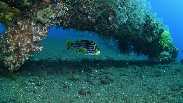 Sweetlips - Labroides dimidiatus doing the cleaning beside the famous Liberty ship wreck. Underwater world of Tulamben, Bali, Indonesia.