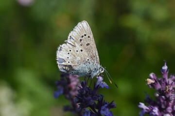Polyommatus dorylas, Common Blue butterfly - Lycaenidae family, Background with butterfly on wildflowers
