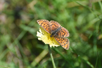 lesser spotted fritillary butterfly, Melitaea trivia, in wild meadow. Beautiful Iparhan butterfly on plant