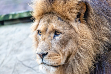 close up of a lion
