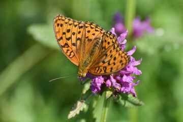 High Brown Fritillary butterfly, Argynnis adippe on wild flowers. Fritillary butterfly feeding on meadow in mountains