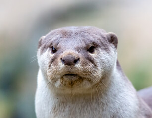 otter