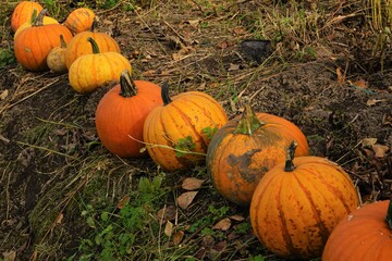 Orange Pumpkins at outdoor in autumn - パンプキン 秋	