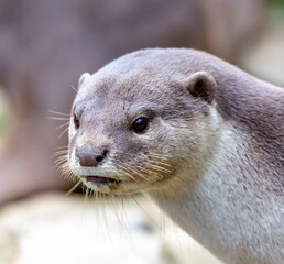 otter