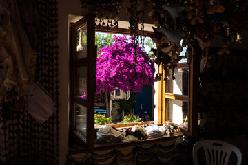 Bougainvillea, Drillingsblume, Blumen Art  , offene Fenster