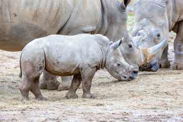 Naklejka premium rhino in the zoo