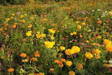 Beautiful yellow marigold flower in Autumn - 黄色のマリーゴールド 花畑 秋	