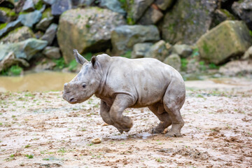 Fototapeta premium rhino in the grass