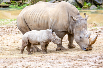 Naklejka premium rhino in the zoo