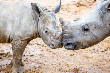 Fototapeta premium rhino in the zoo