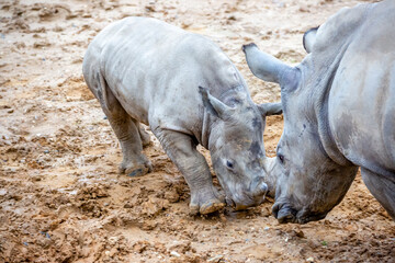 Obraz premium rhino in the zoo